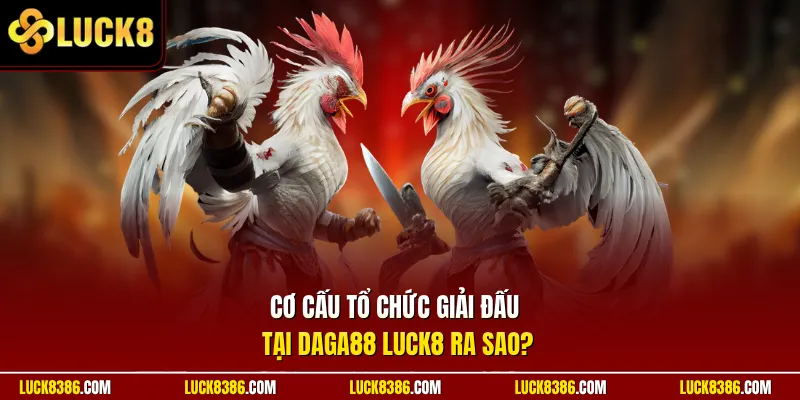 Cơ cấu tổ chức giải đấu tại DAGA88 Luck8 ra sao?