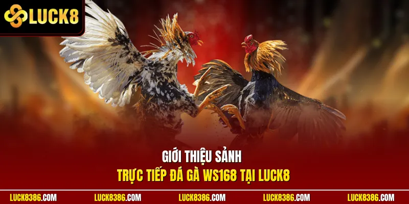 Giới thiệu sảnh trực tiếp đá gà WS168 tại Luck8