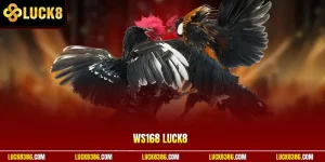 WS168 | Trường Gà Quốc Tế Mở Suốt 18 Giờ – Theo Dõi Full HD